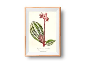 Eriocneme Marbrée, Eriocuema Marmorata, Melastomacées, 1852, French, Le Maout botanical print