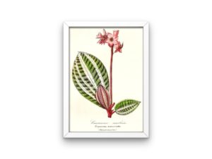 Eriocneme Marbrée, Eriocuema Marmorata, Melastomacées, 1852, French, Le Maout botanical print