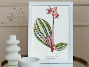 Eriocneme Marbrée, Eriocuema Marmorata, Melastomacées, 1852, French, Le Maout botanical print