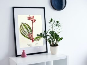 Eriocneme Marbrée, Eriocuema Marmorata, Melastomacées, 1852, French, Le Maout botanical print