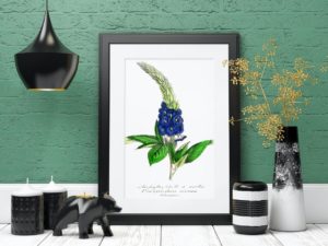 Stachytarphéte à arétes, Verbena, 1852, French, Le Maout botanical print