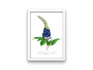 Stachytarphéte à arétes, Verbena, 1852, French, Le Maout botanical print