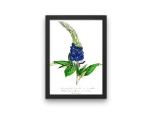 Stachytarphéte à arétes, Verbena, 1852, French, Le Maout botanical print