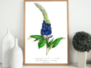 Stachytarphéte à arétes, Verbena, 1852, French, Le Maout botanical print