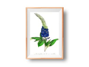 Stachytarphéte à arétes, Verbena, 1852, French, Le Maout botanical print