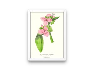 Ephémérine Renflée, Spiderwort, 1852, French, Le Maout botanical print