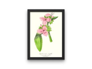 Ephémérine Renflée, Spiderwort, 1852, French, Le Maout botanical print