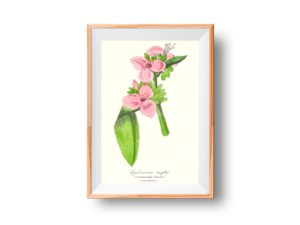 Ephémérine Renflée, Spiderwort, 1852, French, Le Maout botanical print