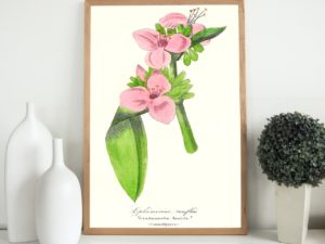 Ephémérine Renflée, Spiderwort, 1852, French, Le Maout botanical print