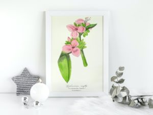 Ephémérine Renflée, Spiderwort, 1852, French, Le Maout botanical print