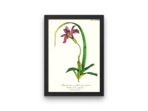 Barbacénie À Fleurs Pourpres, Barbacenia, 1852, French, Le Maout botanical print