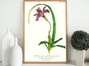 Barbacénie À Fleurs Pourpres, Barbacenia, 1852, French, Le Maout botanical print