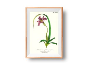 Barbacénie À Fleurs Pourpres, Barbacenia, 1852, French, Le Maout botanical print