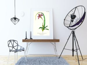 Barbacénie À Fleurs Pourpres, Barbacenia, 1852, French, Le Maout botanical print