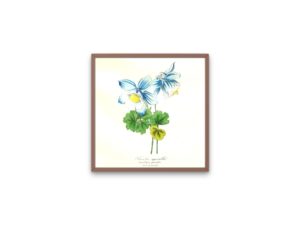 Ancolie Agréable, Colombine, 1852, Le Maout, botanical print