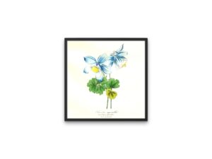 Ancolie Agréable, Colombine, 1852, Le Maout, botanical print