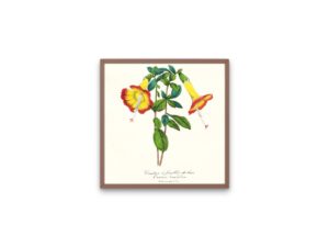 Cantua à feuilles de buis, Quechua, Peruvian magic tree, 1852, Le Maout, botanical print