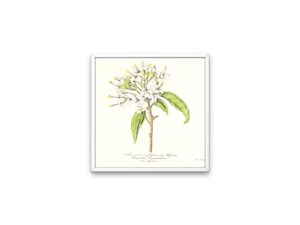 Reevesie à fleurs en thyrse, 1852, Le Maout, botanical print