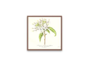 Reevesie à fleurs en thyrse, 1852, Le Maout, botanical print