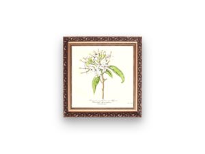 Reevesie à fleurs en thyrse, 1852, Le Maout, botanical print