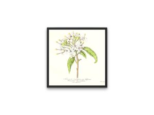 Reevesie à fleurs en thyrse, 1852, Le Maout, botanical print