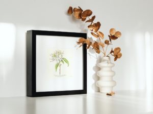 Reevesie à fleurs en thyrse, 1852, Le Maout, botanical print