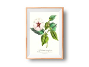 Solanum Nocturne,1852, French, Le Maout Botanical Print