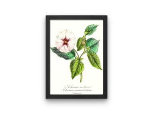 Solanum Nocturne,1852, French, Le Maout Botanical Print