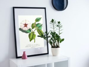 Solanum Nocturne,1852, French, Le Maout Botanical Print