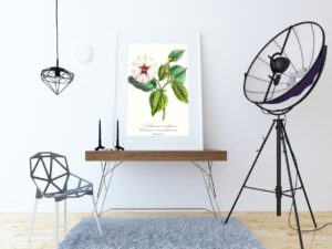 Solanum Nocturne,1852, French, Le Maout Botanical Print