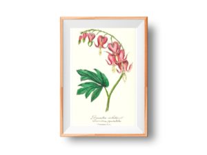Dicentre Éclatant, Bleeding Hearts, 1852, French, Le Maout botanical print