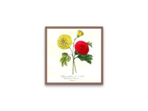 Chrysanthème de l'Inde, Chrysanthemum, 1852, Le Maout, botanical flower illustration, print