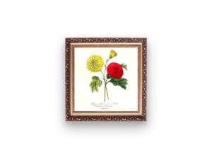 Chrysanthème de l'Inde, Chrysanthemum, 1852, Le Maout, botanical flower illustration, print