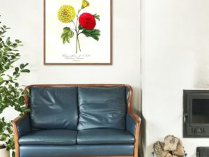 Chrysanthème de l'Inde, Chrysanthemum, 1852, Le Maout, botanical flower illustration, print