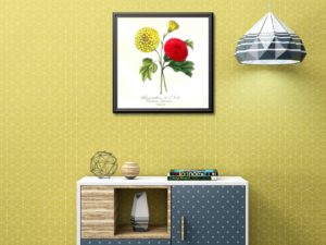 Chrysanthème de l'Inde, Chrysanthemum, 1852, Le Maout, botanical flower illustration, print