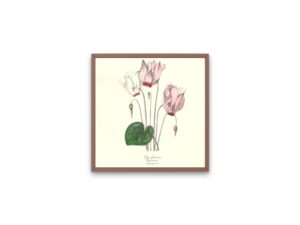 Cyclamen, 1852, Le Maout, botanical flower illustration, print