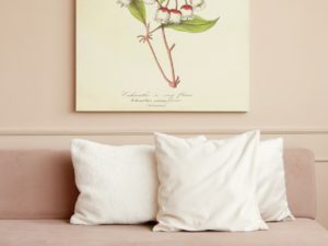 Lémonie charmante, Pink Ravenia, 1852, Le Maout, botanical flower illustration, print