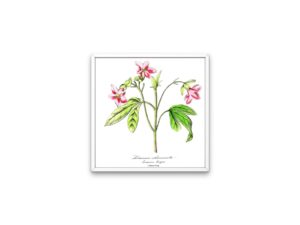 Lémonie charmante, Pink Ravenia, 1852, Le Maout, botanical flower illustration, print