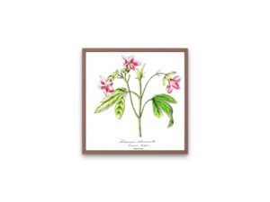 Lémonie charmante, Pink Ravenia, 1852, Le Maout, botanical flower illustration, print