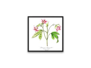 Lémonie charmante, Pink Ravenia, 1852, Le Maout, botanical flower illustration, print