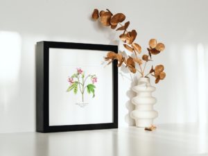 Lémonie charmante, Pink Ravenia, 1852, Le Maout, botanical flower illustration, print