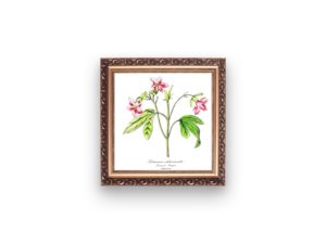 Lémonie charmante, Pink Ravenia, 1852, Le Maout, botanical flower illustration, print