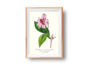 Balsamine à petales plats, Impatiens, 1852, French flower illustration, Le Maout botanical print