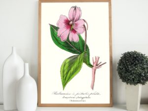 Balsamine à petales plats, Impatiens, 1852, French flower illustration, Le Maout botanical print
