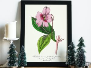 Balsamine à petales plats, Impatiens, 1852, French flower illustration, Le Maout botanical print