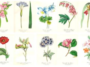 Antique flower illustrations, postcard set (10 cards), Emmanuel Le Maout, French vintage