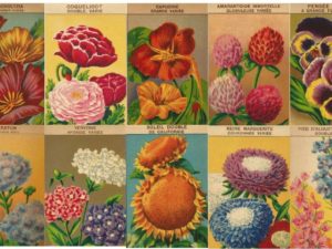 French flower seed packets postcard set (10 cards), French vintage