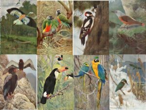 Bird illustrations, postcard set (12 cards), Perrier and Salmon, French vintage