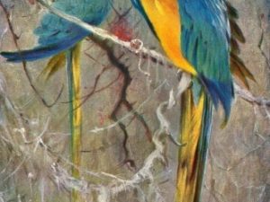 Bird illustrations, postcard set (12 cards), Perrier and Salmon, French vintage