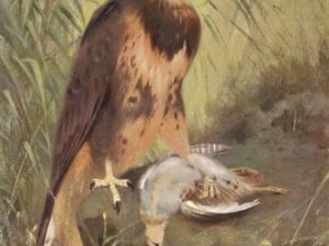 Bird illustrations, postcard set (12 cards), Perrier and Salmon, French vintage